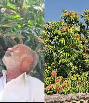Gujarat Farmer 14 Mangoes 1 tree