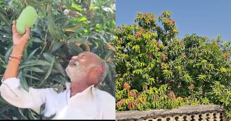 Gujarat Farmer 14 Mangoes 1 tree