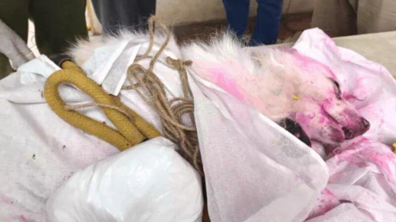 Dog Dies During Owner Funeral