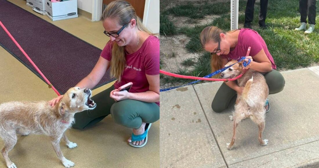 Missing Dog Reunites With Family In US