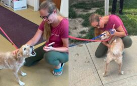 Missing Dog Reunites With Family In US