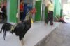 Rooster Martin Bolivia Hachiko