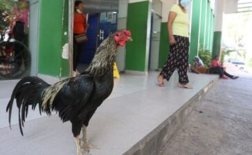Rooster Martin Bolivia Hachiko
