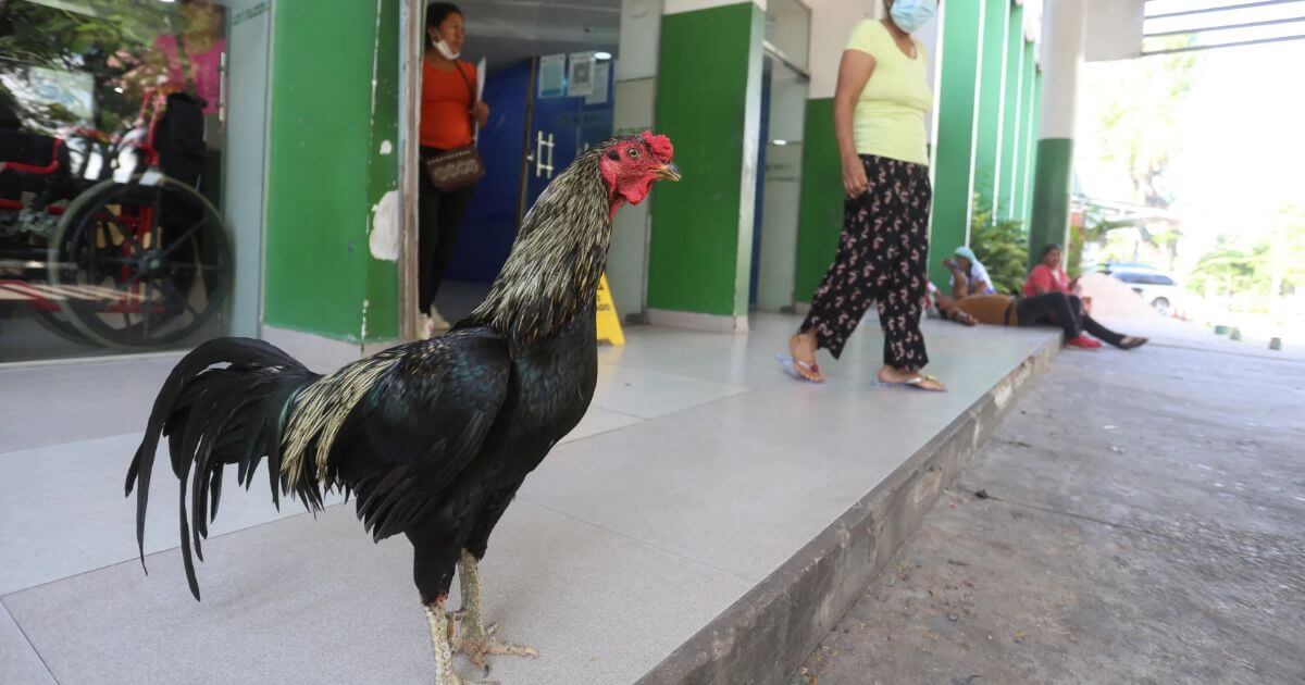 Rooster Martin Bolivia Hachiko