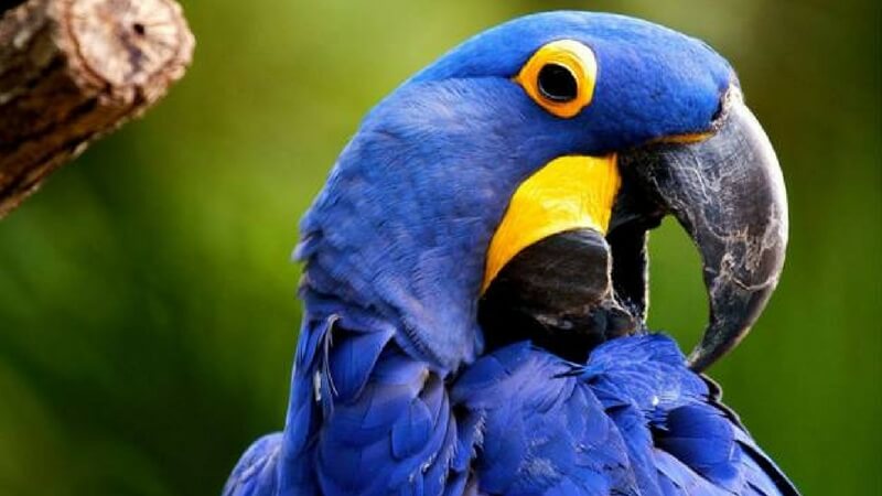 Hyacinth Macaw Pets