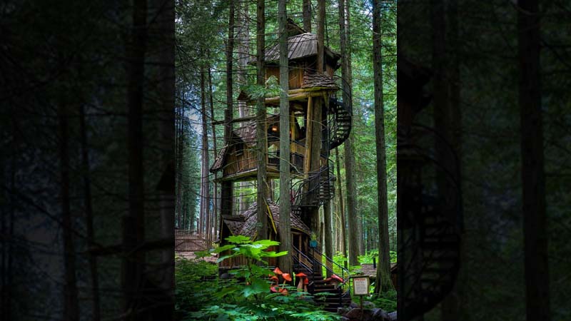 Tree Houses Around The World