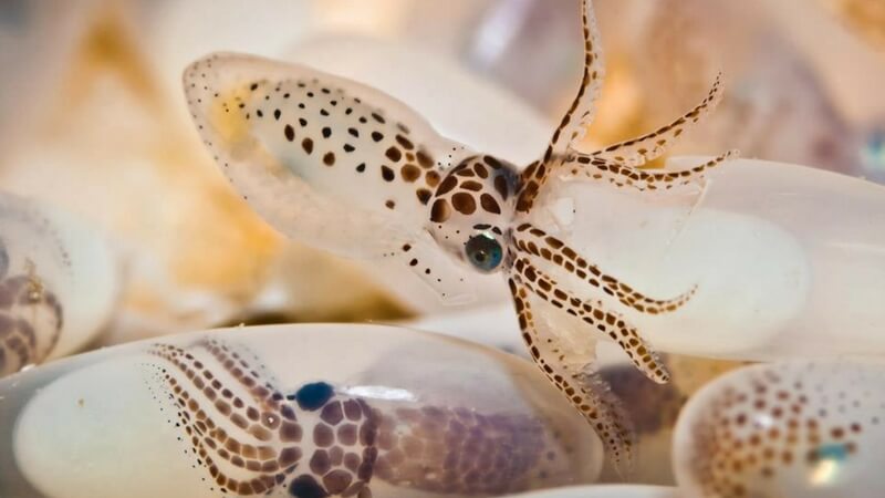 Octopus Eggs