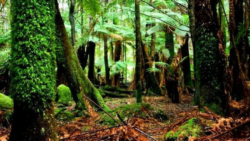 Tarkine Wilderness Amazing Places