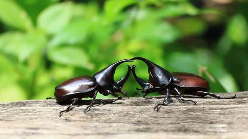 Stag Beetle Pet