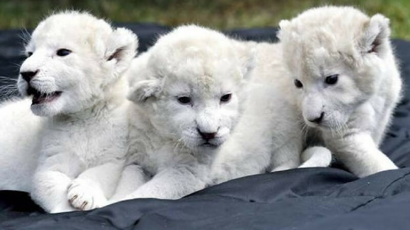 White Lion Cubs Exotic Pets
