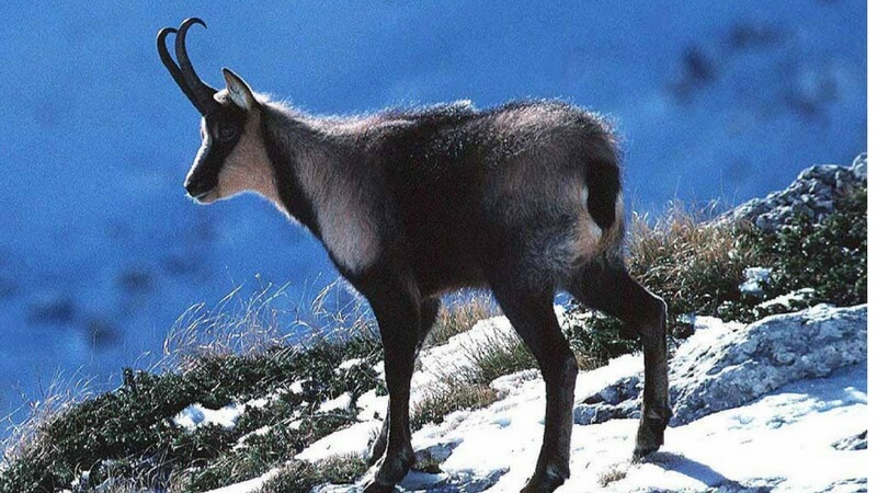 Mountain Goats shrink in size damage