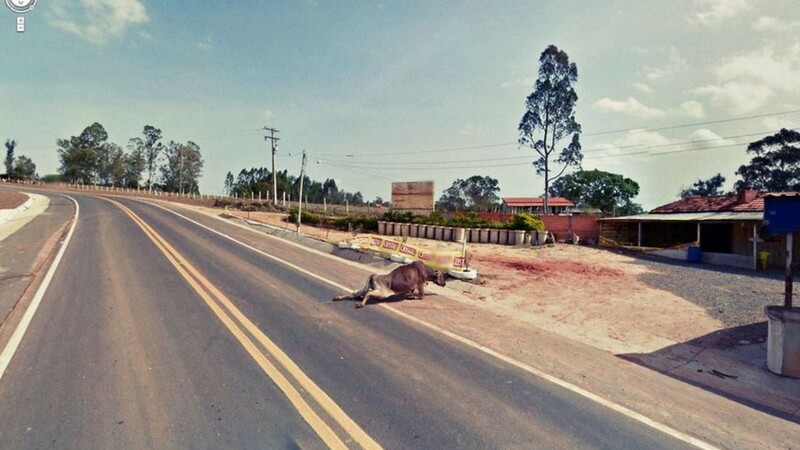 Cow injured google street view image