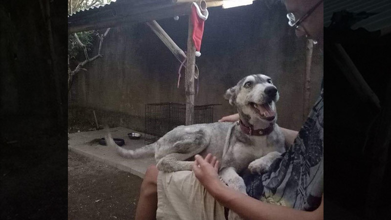 Malnourished Husky Nursed by Animal Lover