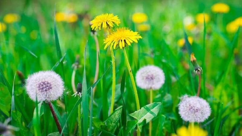 Field Filled With Dandelions