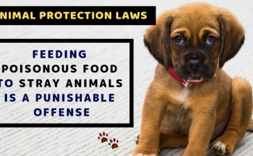 Animal protection laws