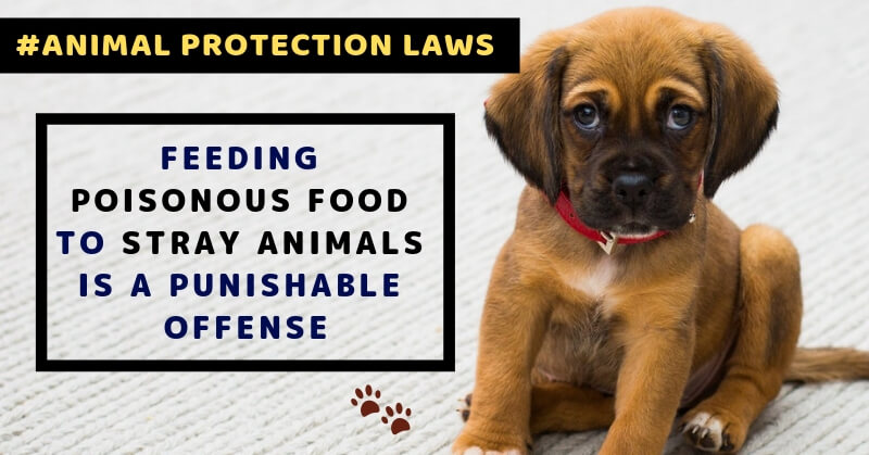 Animal protection laws