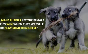 Amazing Animal Facts