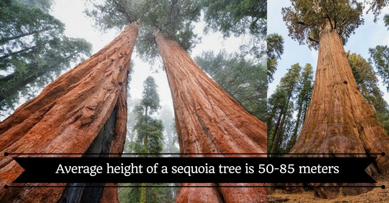 opening Gaan Zeg opzij Average height of a sequoia tree 50-85 meters (1) | Entertales | Trending  Viral Stories 