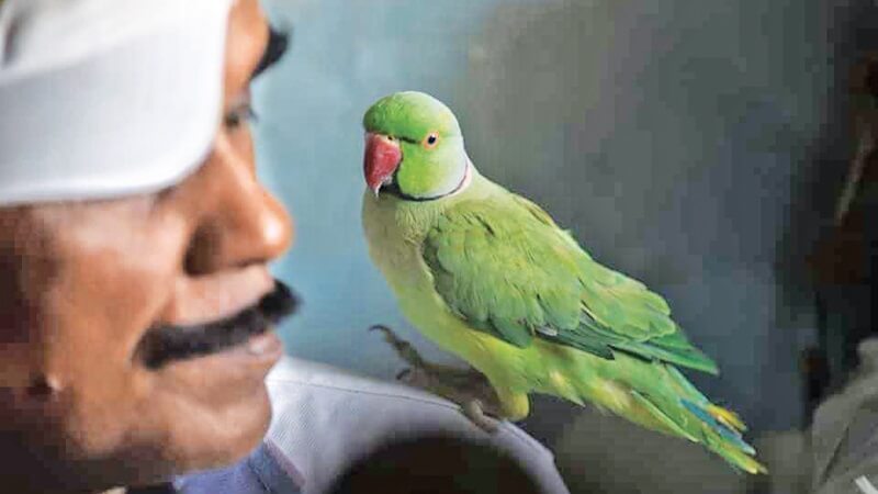 Birdman of Chennai