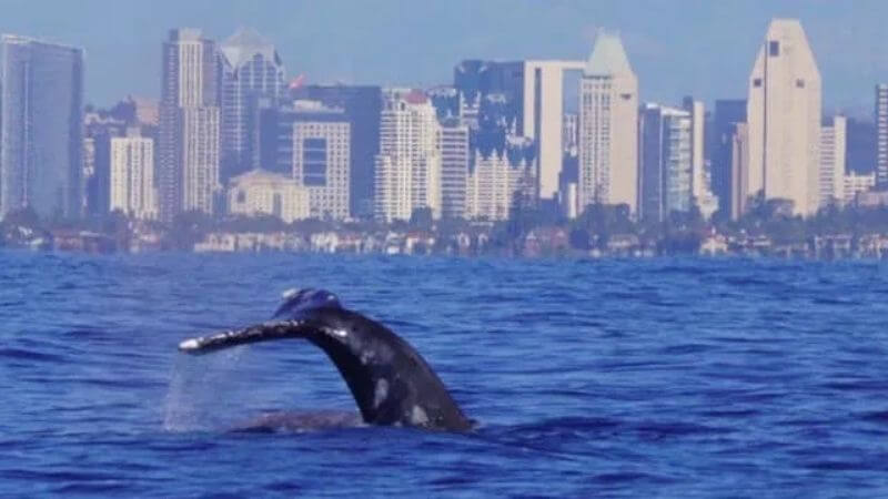 California Whales