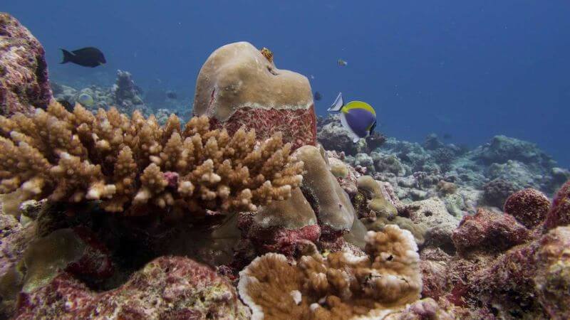 Coral Reef, Lakshadweep