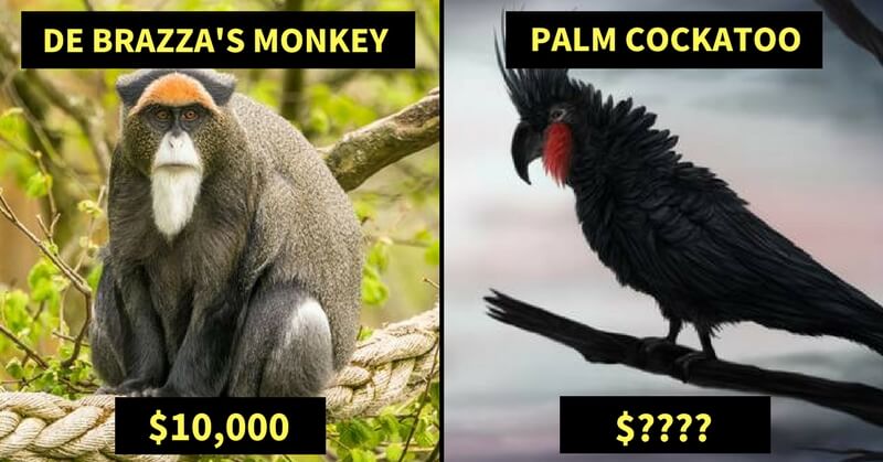 Exotic and Expensive Pet Species