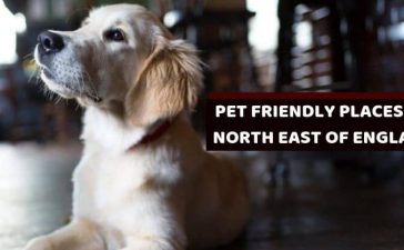 DOG FRIENDLY PLACES DOG Lovers