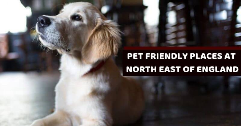 DOG FRIENDLY PLACES DOG Lovers