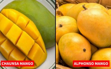 Delicious Mango