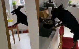 Dog Caught Stealing Food From The Kitchen