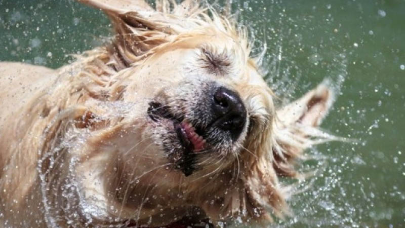 Dogs can jerk 70 percent water