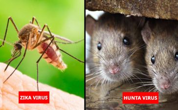 Deadly Viruses Like Nipah