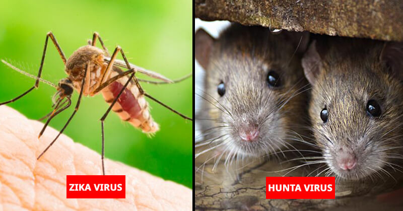 Deadly Viruses Like Nipah