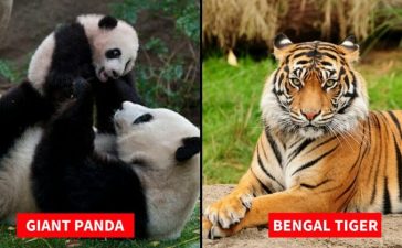 List of Endangered Species