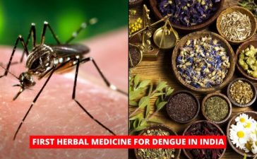 Herbal medicine for dengue