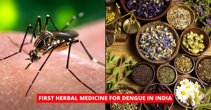 Herbal medicine for dengue