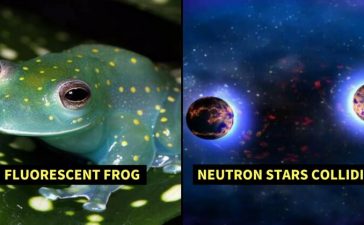 FLUOROCENT FRONG (1)