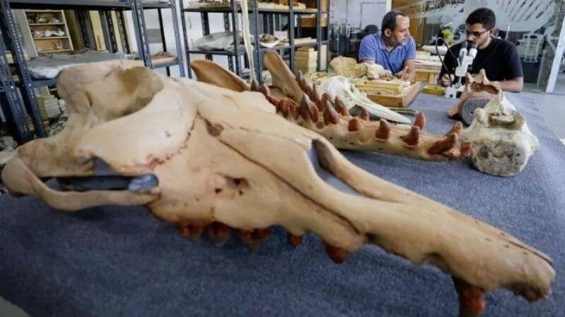 Fossil Four Leg Whale In Egypt