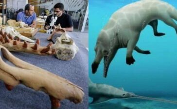 Fossil Four Leg Whale In Egypt