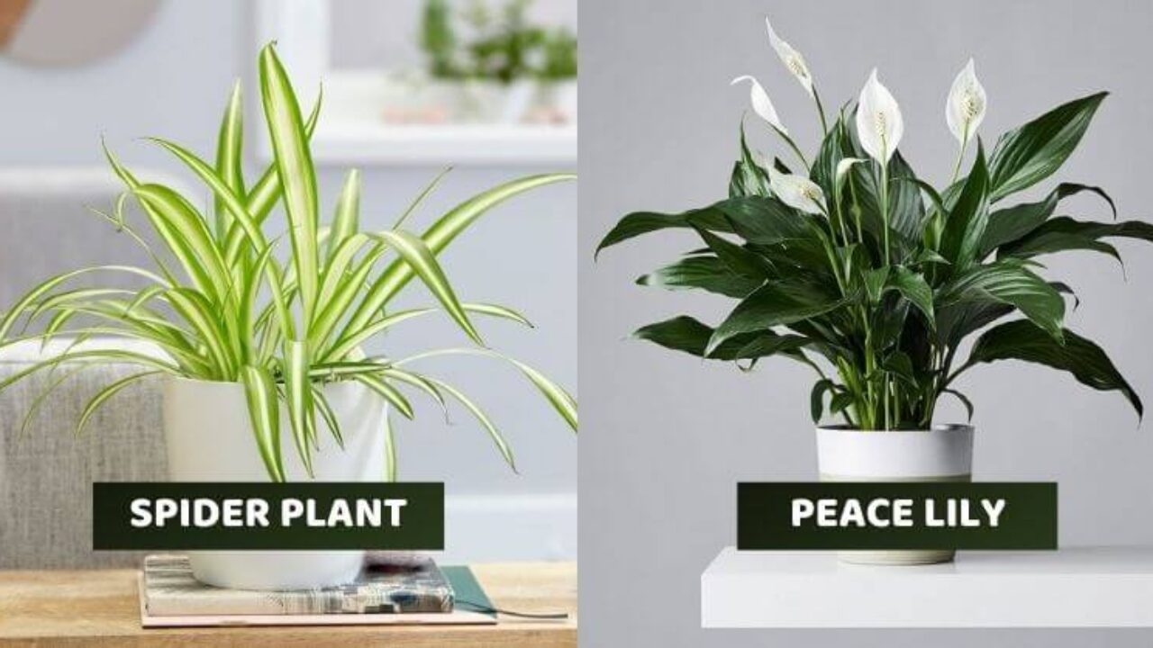 Top 10 rastlín na odstránenie toxínov v interiéri