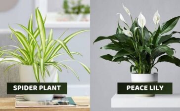 Indoor Plants By NASA