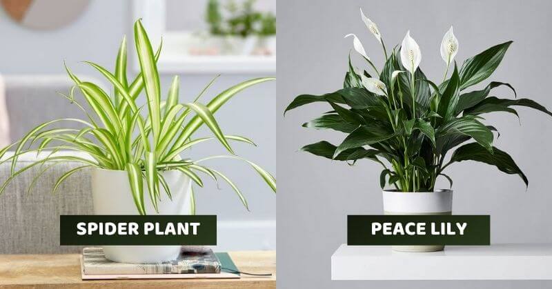 Indoor Plants By NASA