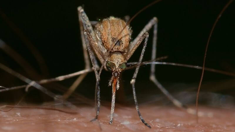 Insects Mosquito Malaria