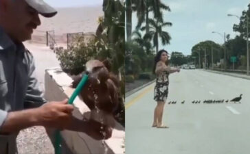 Instances Of People Rescuing Animals