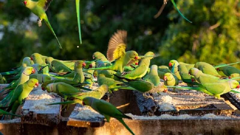 Birdman of Chennai