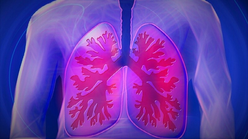 Lungs