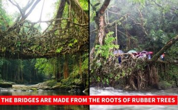 Meghalaya Living Root Bridges