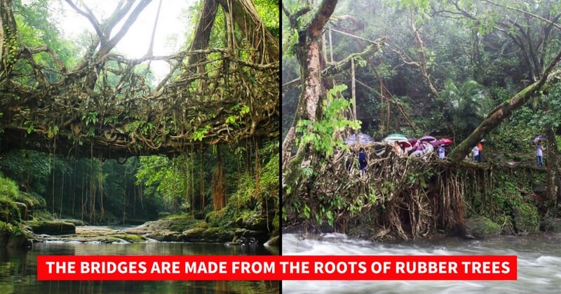 Meghalaya Living Root Bridges