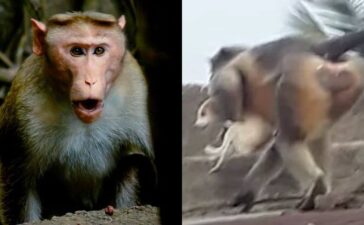 Monkeys Kill 250 Dogs