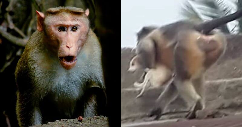 Monkeys Kill 250 Dogs